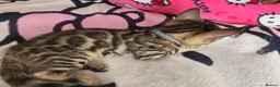 Bengal cats for sale: 😺5 Exceptional Bengal Kittens 😸 male - Advert 3