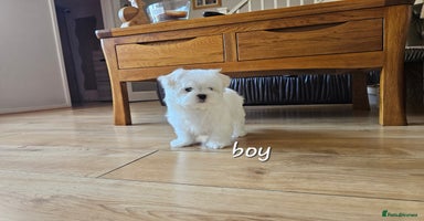 Maltese dogs - Advert 16