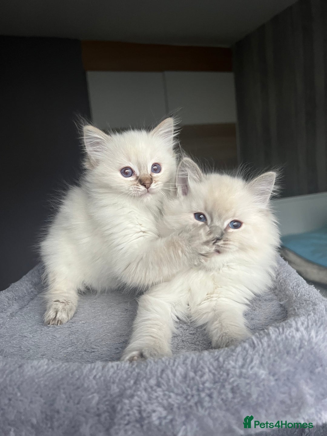 Ragdoll cats for sale: GCCF Ragdoll kittens for sale - Advert 8
