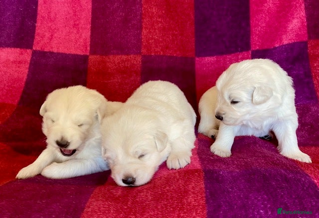 German Shepherd dogs Rare white German Shepherd puppies in Oxted - Advert 6