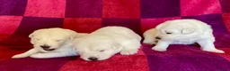German Shepherd dogs for sale: Rare white German Shepherd puppies in Oxted - Advert 1