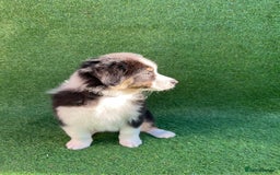 Australian Shepherd dogs for sale: Australia shepherd Kc puppies  - Image 25