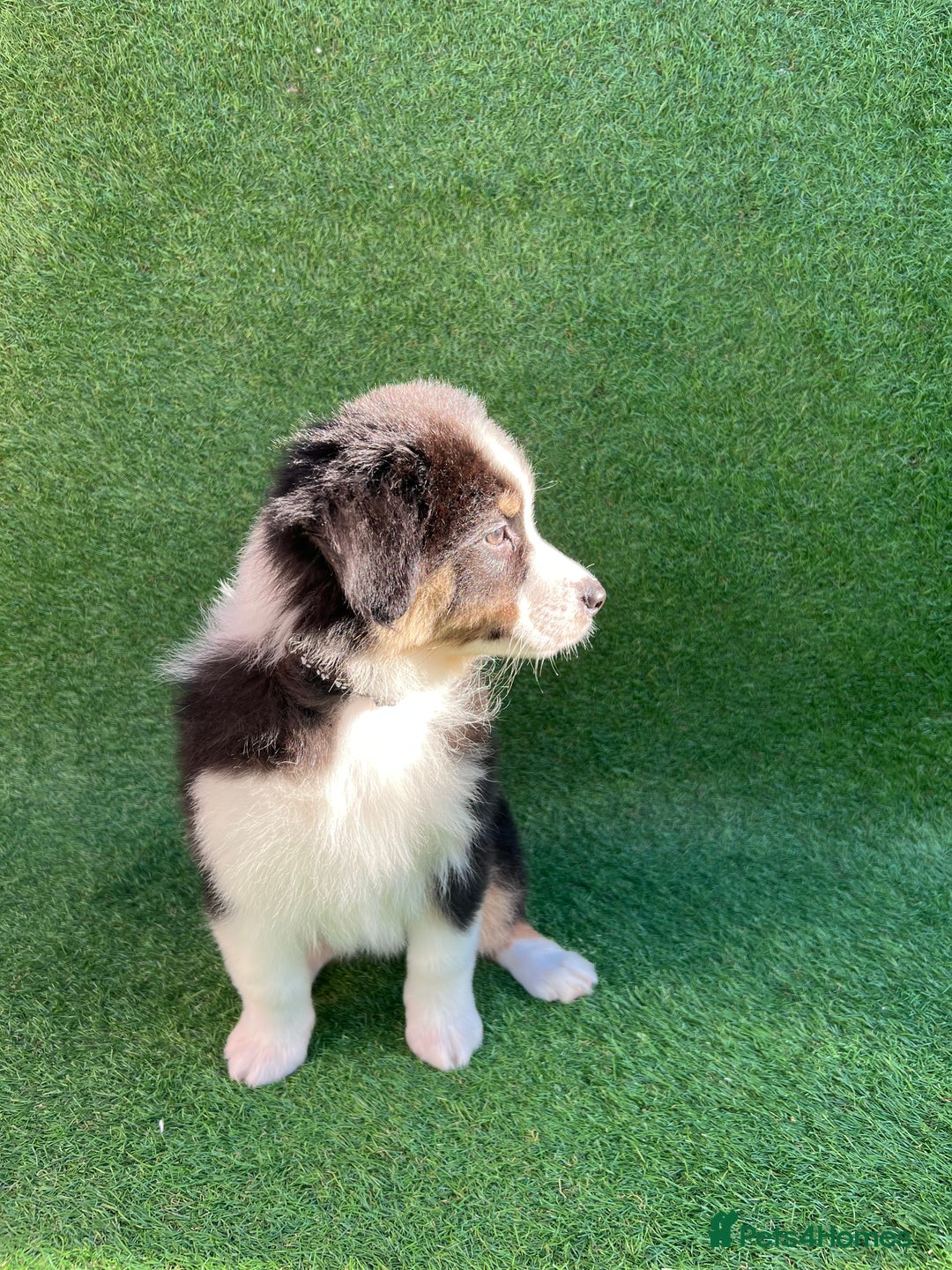 Australian Shepherd dogs for sale: Australia shepherd Kc puppies  - Image 25