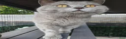 British Shorthair cats for sale: Lilac britishshort  - Advert 2
