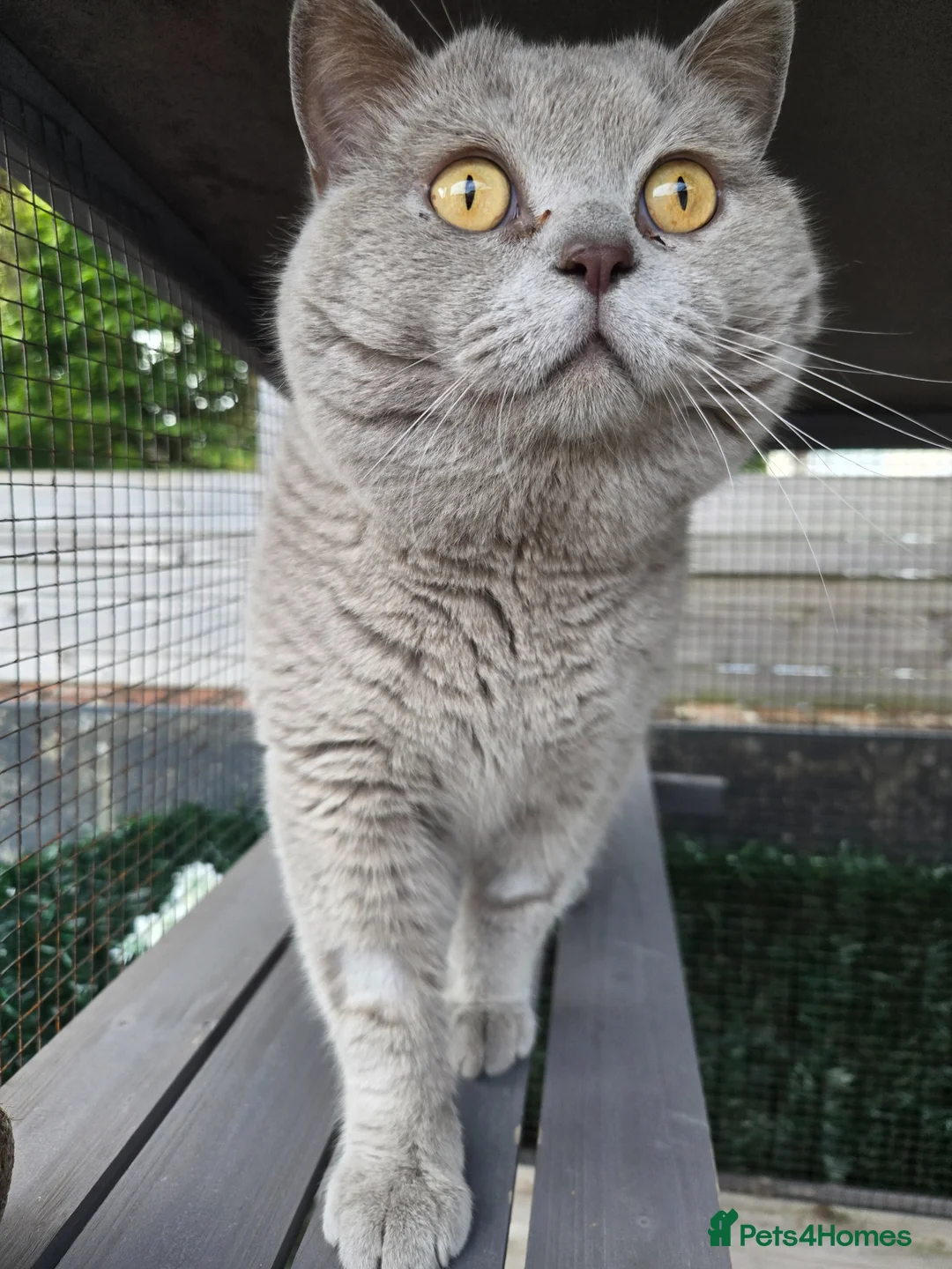 British Shorthair cats for sale: Lilac britishshort  - Advert 2