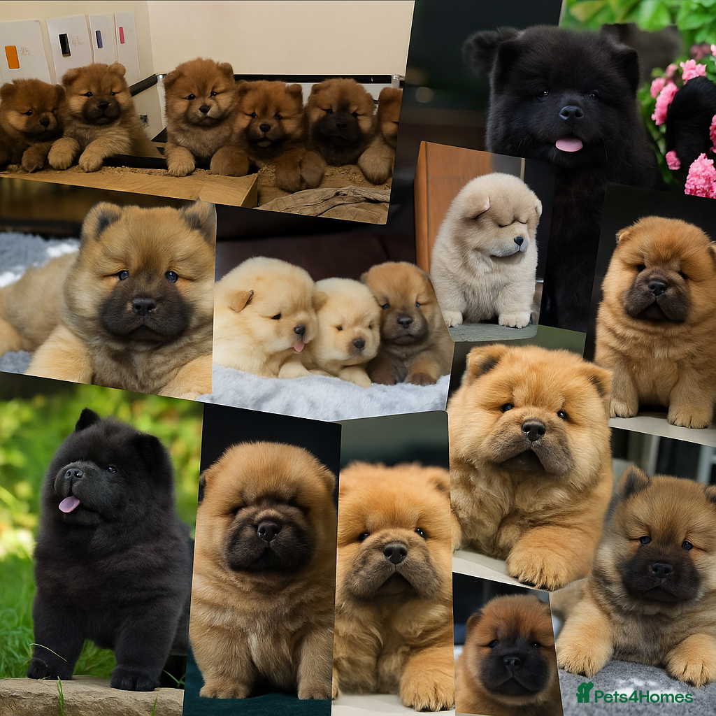 Chow Chow dogs Wyvernwest - Puppies have arrived  - Advert 14