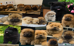 Chow Chow dogs for sale: Wyvernwest have puppies due in November  - Image 1
