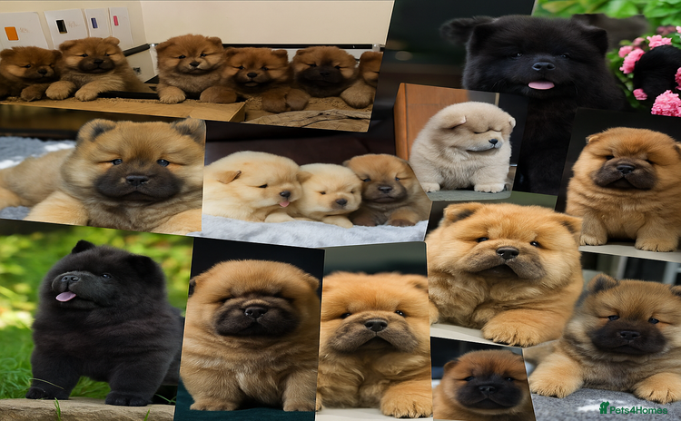 Chow Chow dogs - Advert 14