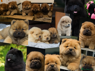 Chow Chow dogs - Advert 9
