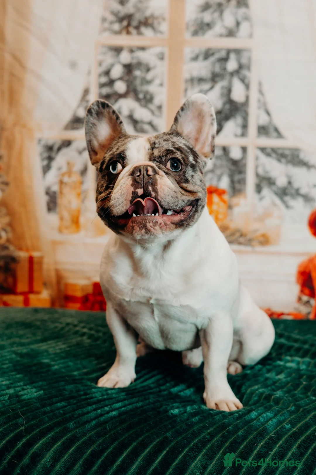 French Bulldog dogs for sale: 🐾 5⭐ DWKC Registered Puppies 🐾 - Advert 2