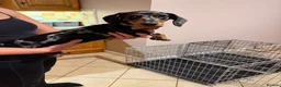 Miniature Dachshund dogs for sale: Miniture Dachshund Pup for Sale in Craigavon - Advert 5