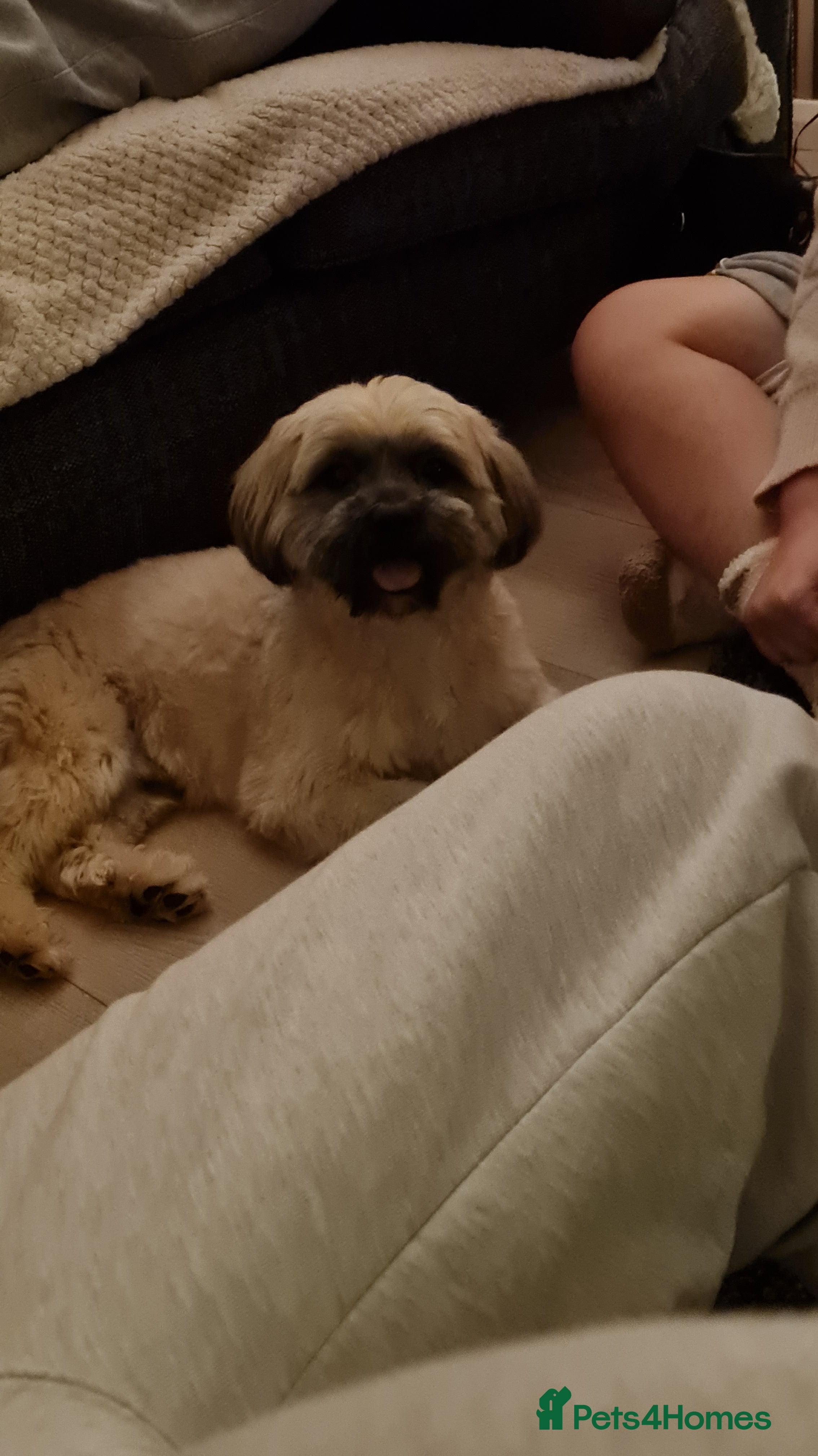 Shorkie dogs Milo for stud - Advert 18