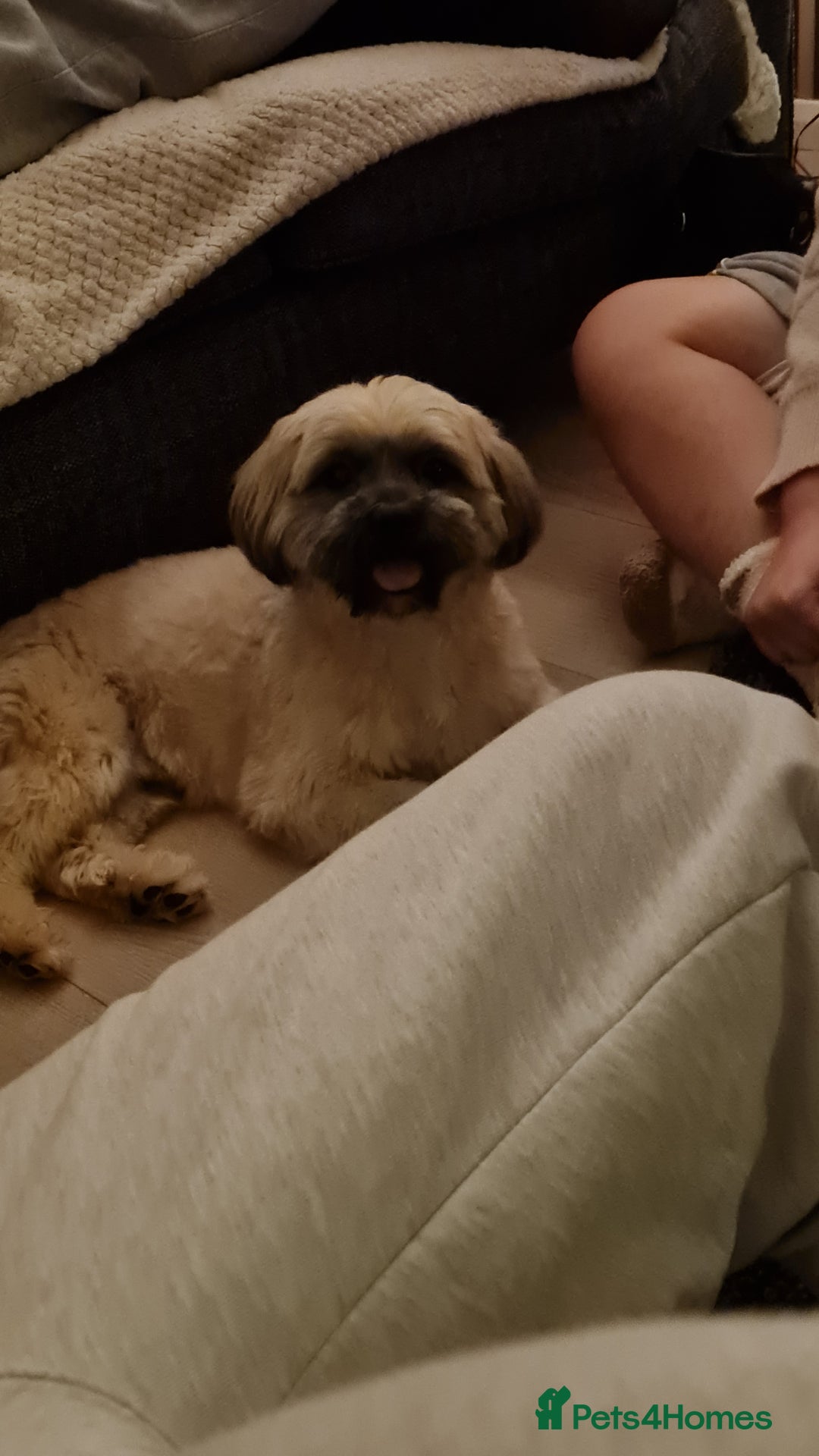 Shorkie dogs for stud: Milo for stud - Advert 1