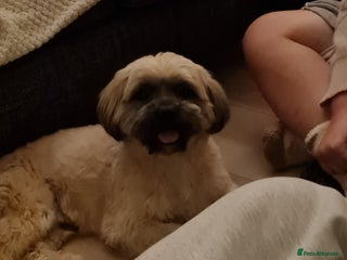 Shorkie dogs Milo for stud - Advert 7