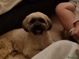 Shorkie dogs Milo for stud - Advert 1