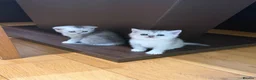 British Shorthair cats for sale: British Shorthair Silver shaded  - Advert 9