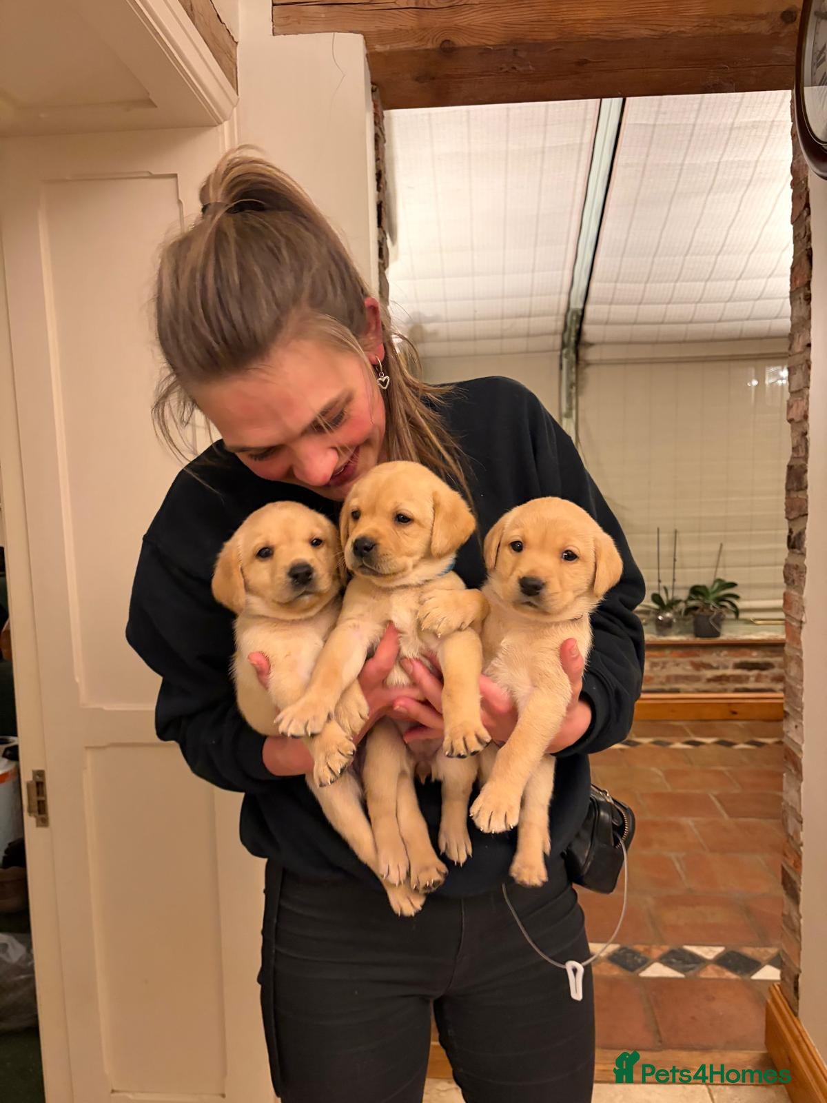 Labrador Retriever dogs Yellow Labrador pups for sale  - Advert 6