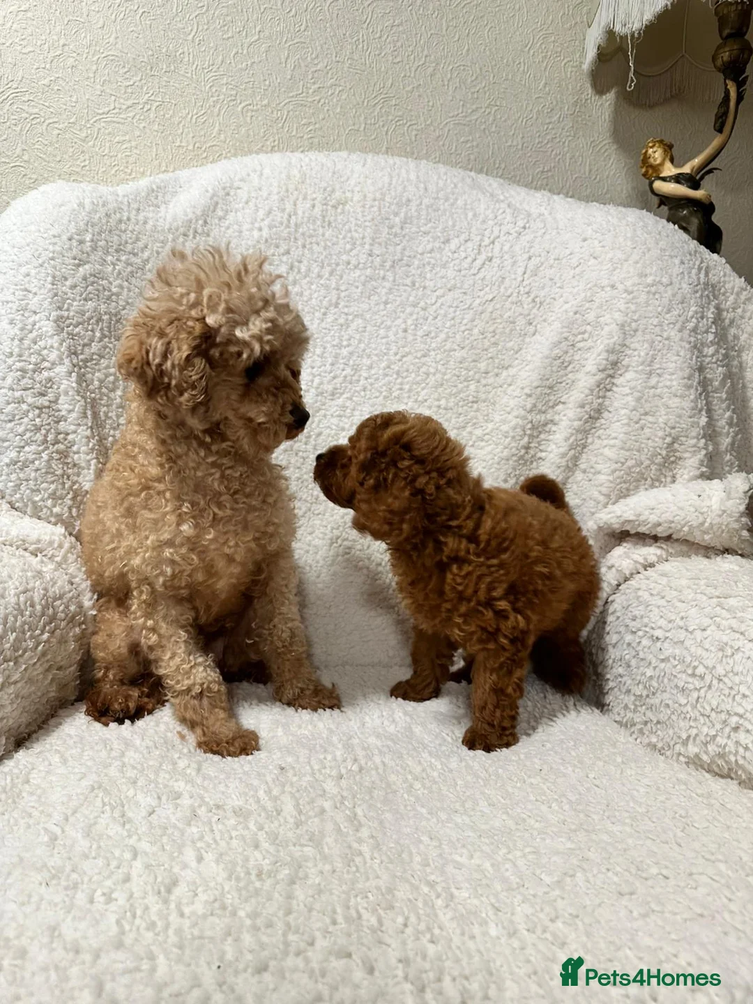 Toy Poodle dogs for sale: Red toy poodle boy - Advert 3