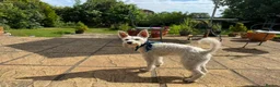 Miniature Schnauzer dogs for stud: KC Regi Mini Schnauzer ♂ Looking for a Girlfriend in London - Advert 5