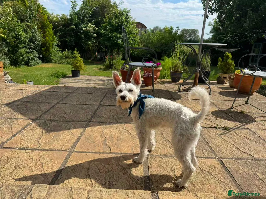 Miniature Schnauzer dogs for stud: KC Regi Mini Schnauzer ♂ Looking for a Girlfriend in London - Advert 5