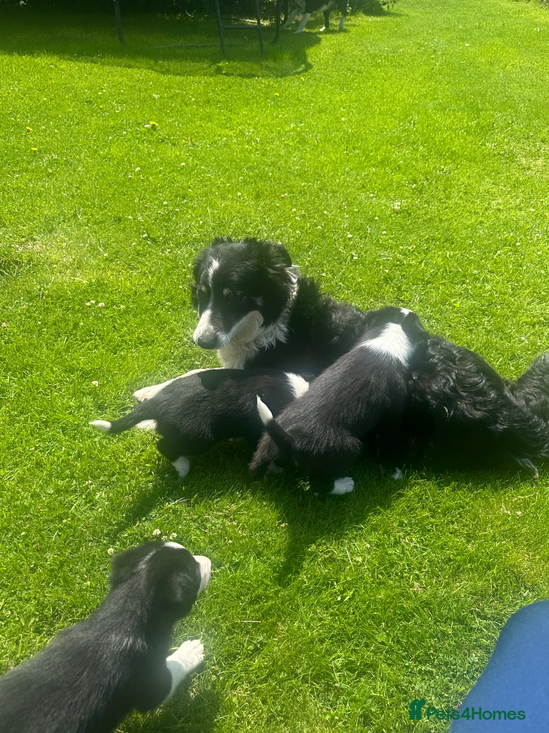 Border Collie dogs for sale: BORDER COLLIE PUPS 1 BOY LEF - Image 17
