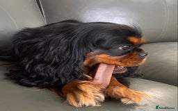 Cavalier King Charles Spaniel dogs for sale: KC, Health Tested Cavalier King Charles Spaniels  - Image 11