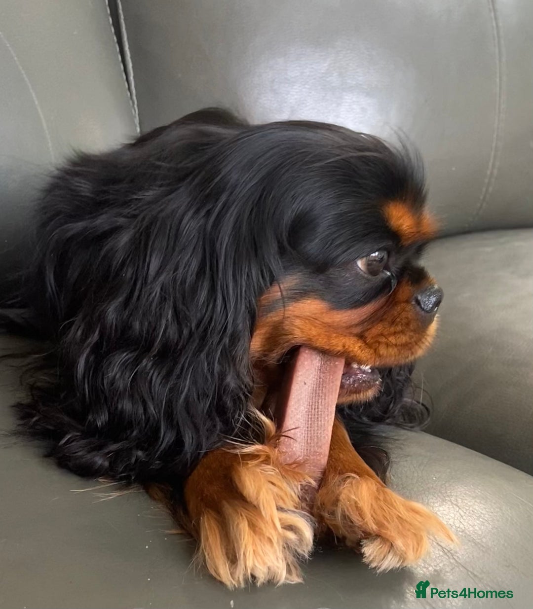 Cavalier King Charles Spaniel dogs for sale: KC, Health Tested Cavalier King Charles Spaniels  - Image 11