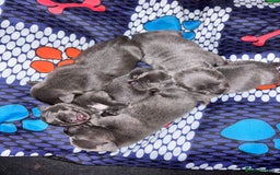 Staffordshire Bull Terrier dogs for sale: Blue staffy pups - Image 8