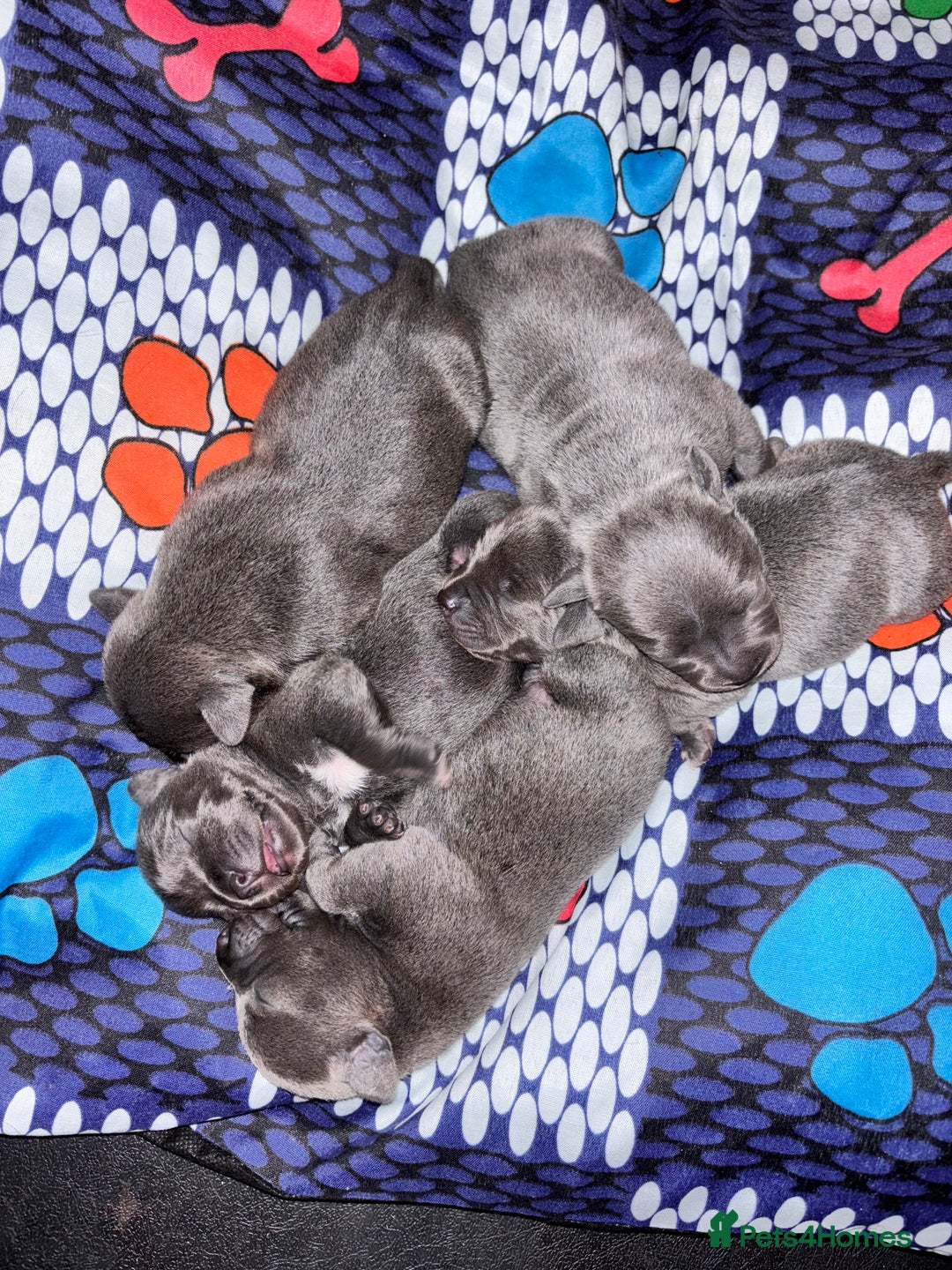 Staffordshire Bull Terrier dogs for sale: Blue staffy pups - Image 8