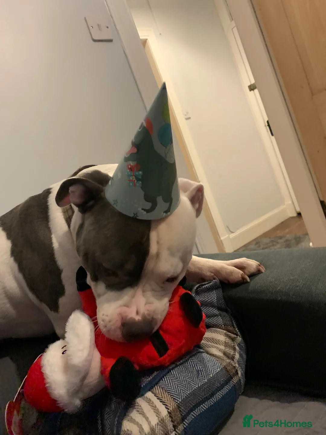 Mixed Breed dogs for sale: Rehoming my boy in Kilmarnock - Advert 5