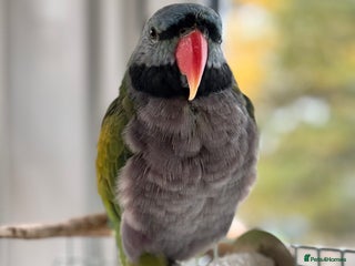 Parakeets birds - Advert 2