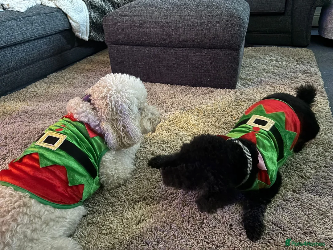 Mixed Breed dogs for adoption: 💙BUDDY💙 6-year-old lively & loving Cockapoo boy  - Advert 6