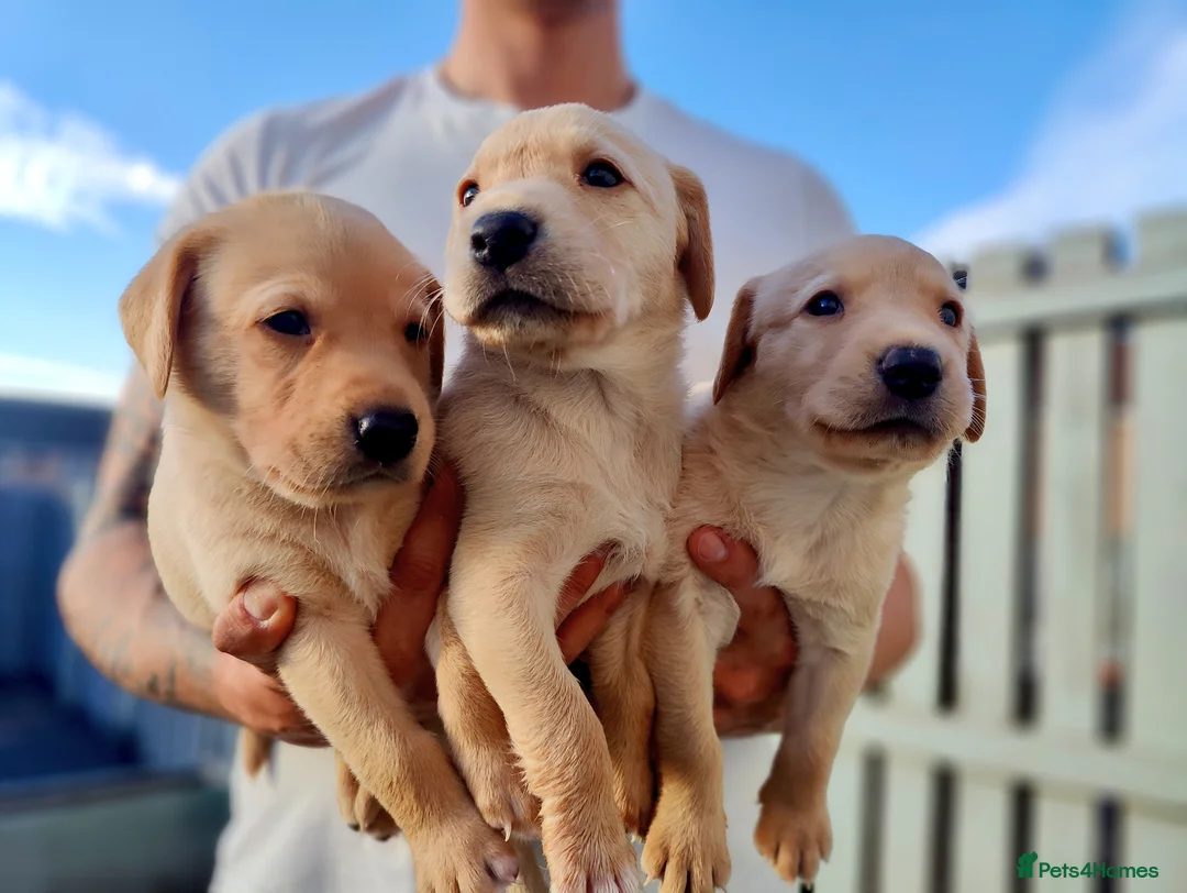 Labrador Retriever dogs for sale: Stunning, Well Bred Yellow Labrador Pups - Advert 1