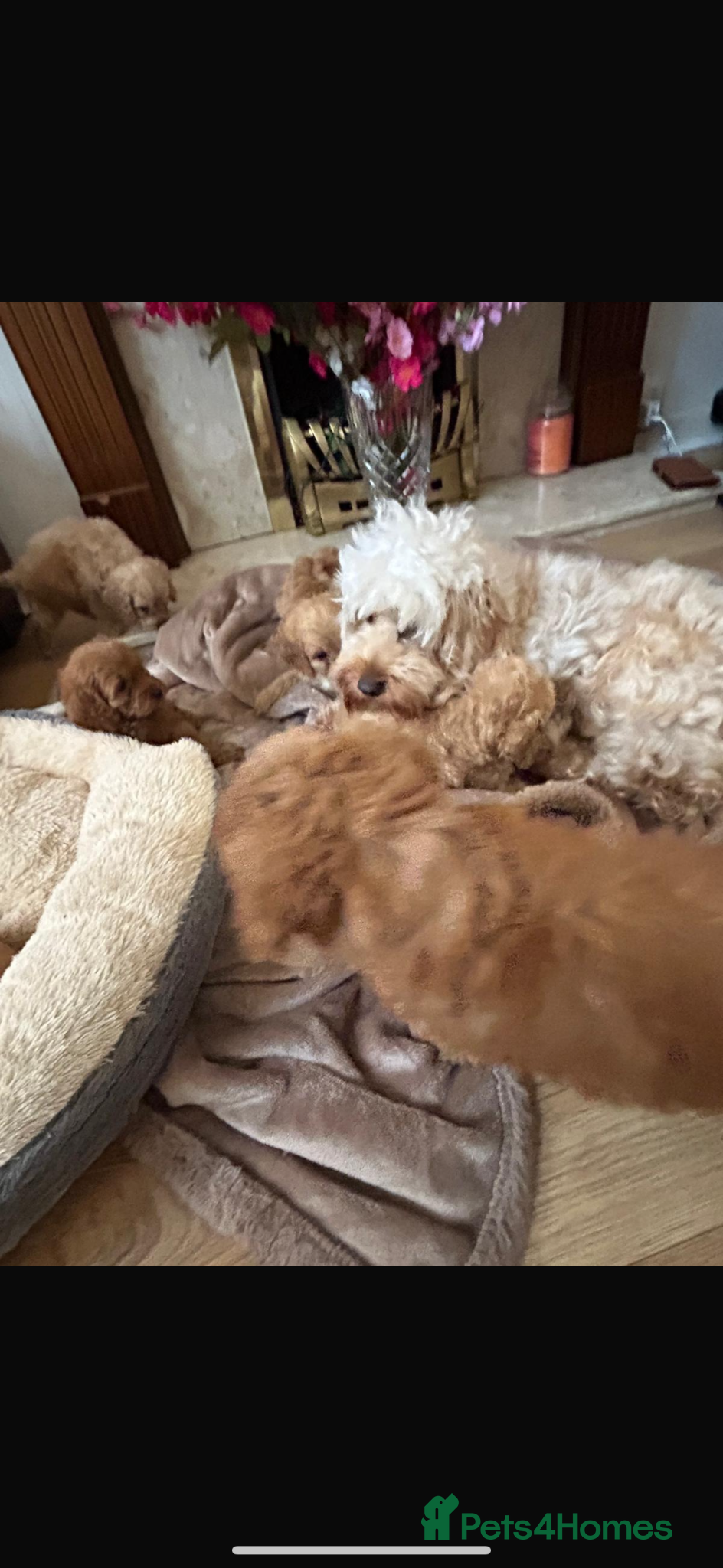 Cockapoo dogs for sale: Cockapoo puppies in Aberdeen - Advert 27