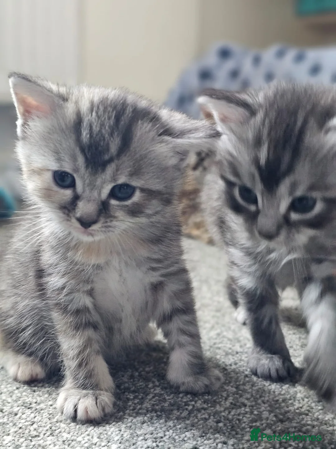 Mixed Breed cats for sale: Ragdoll × Silver / Ginger Tabby Kittens - Advert 1