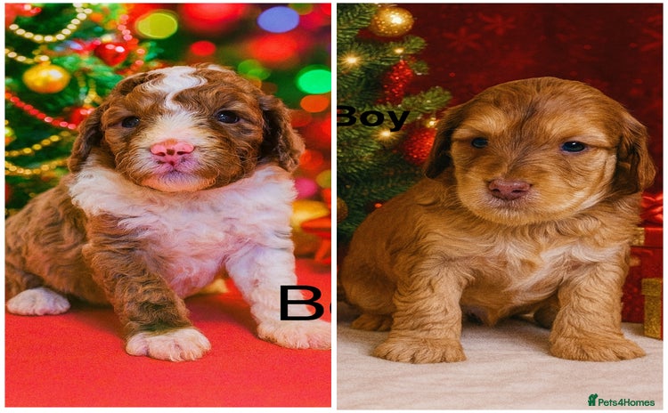 Cockapoo dogs DNA TESTED, Last 2 Boys, Ready 25th November ❤️ - Advert 2