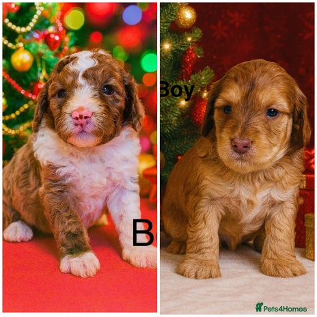 Cockapoo dogs DNA TESTED, Last 2 Boys, Ready 25th November ❤️ - Advert 2