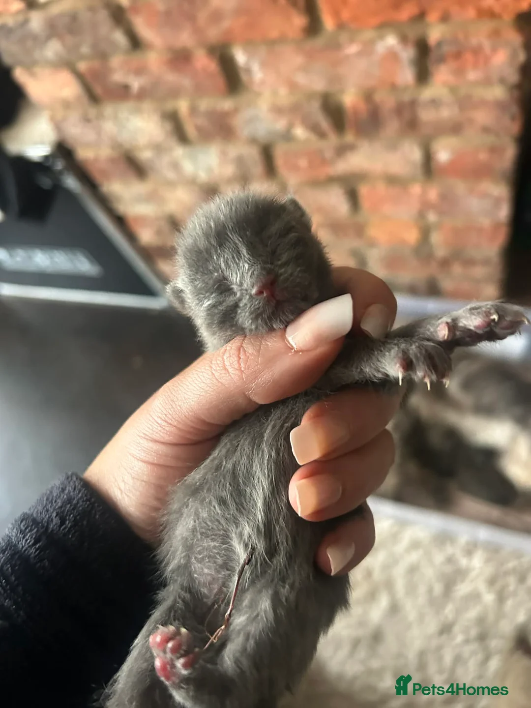 Maine Coon cats for sale: Mainecoon kittens grey smoke coats  - Advert 2