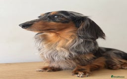 Miniature Dachshund dogs for sale: Long haired mini male dachshunds pups KC reg  - Image 25