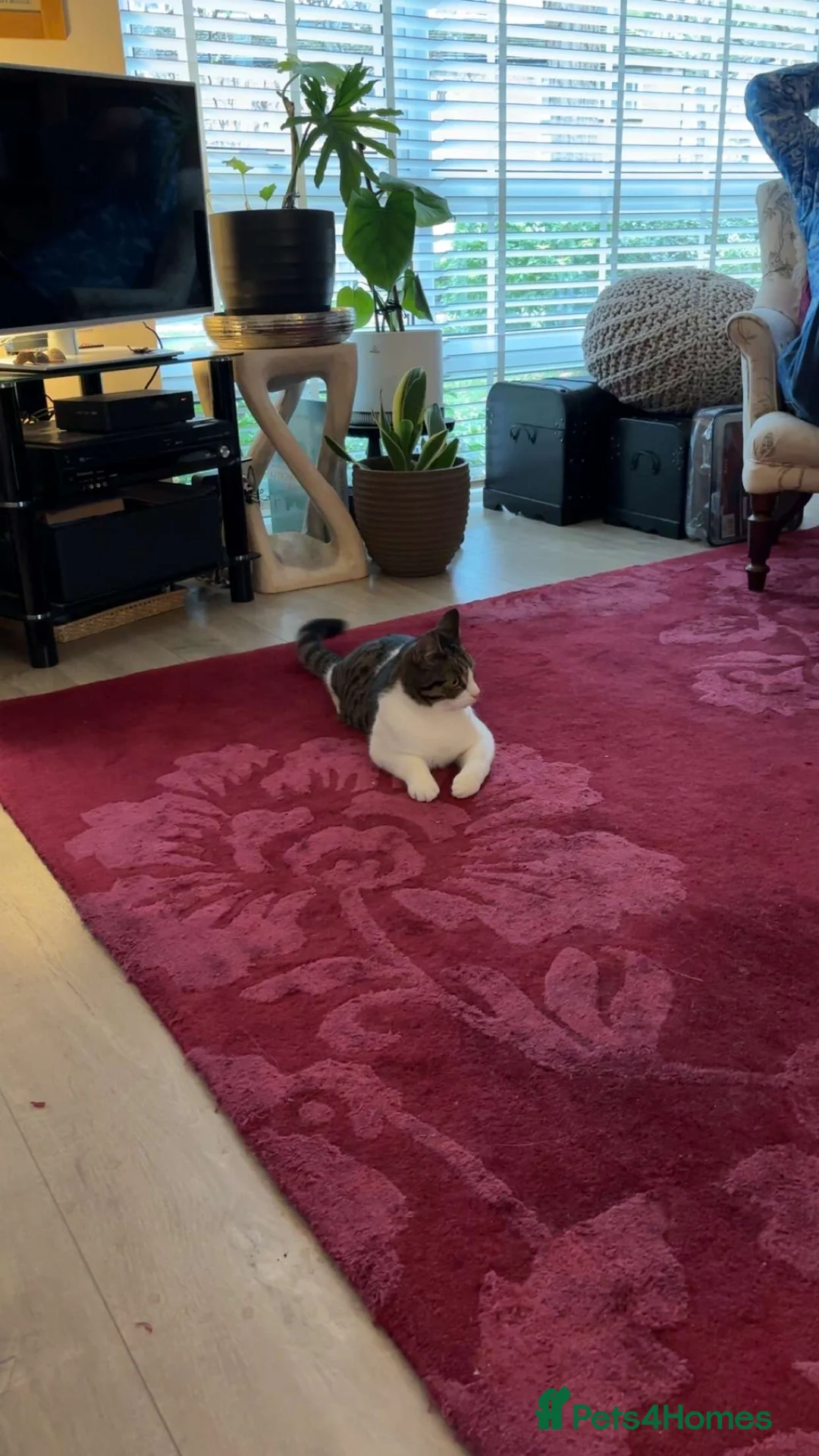 Mixed Breed cats for sale: 1 Year old male cat - Advert 4