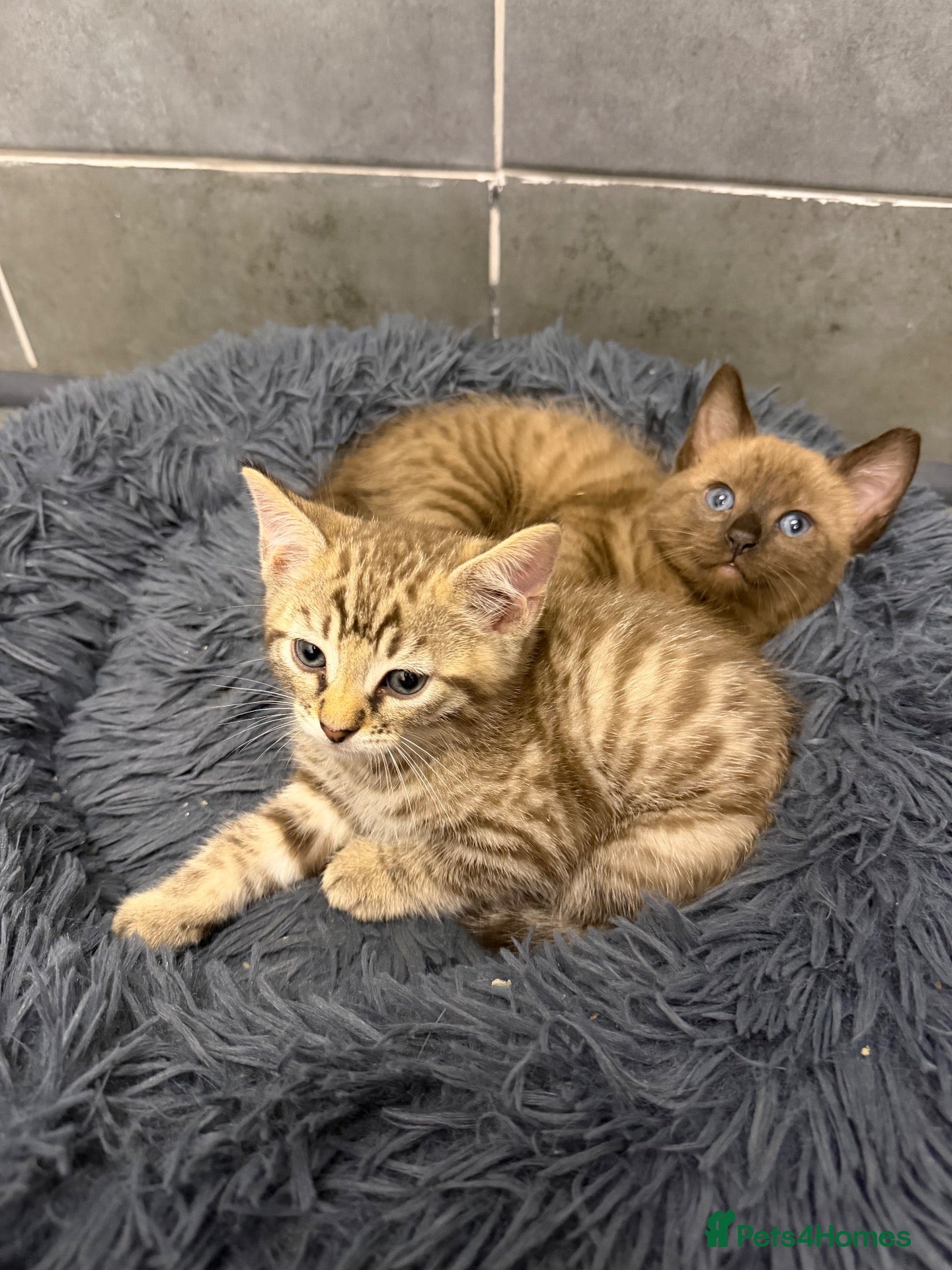 Bengal cats Beautiful Bengal x kittens  - Advert 16