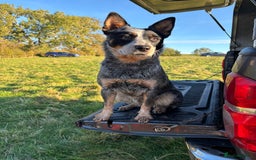 Australian Cattle Dog dogs for sale: Working blue heeler/ACD 19m old bitch - Advert 1
