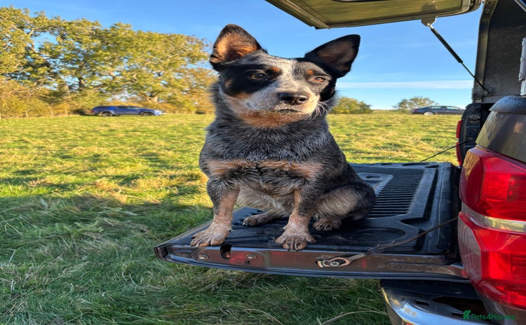 Australian Cattle Dog dogs Working blue heeler/ACD 19m old bitch - Advert 7