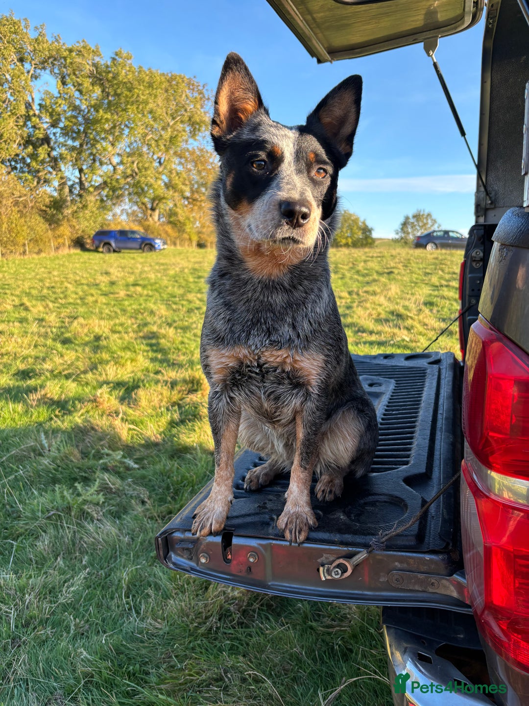 Australian Cattle Dog dogs for sale: Working blue heeler/ACD 19m old bitch - Advert 1