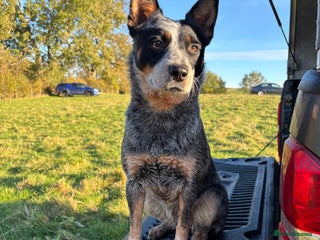 Australian Cattle Dog dogs Working blue heeler/ACD 19m old bitch - Advert 14