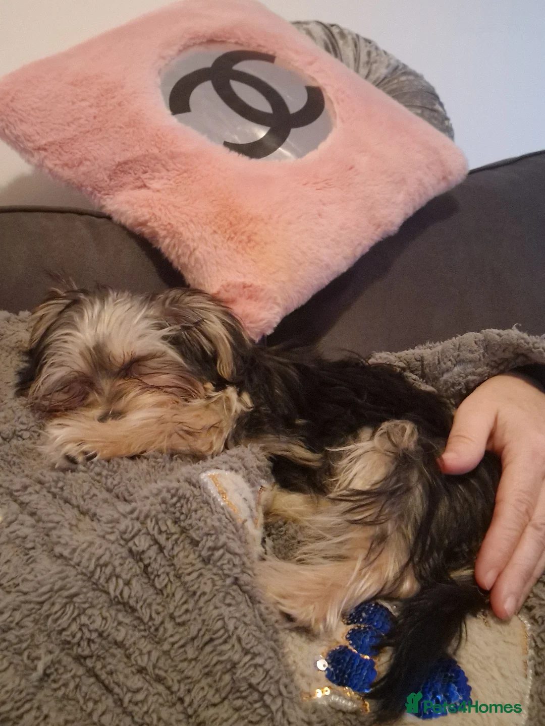 Mixed Breed dogs for sale: Mixed breed - Advert 5