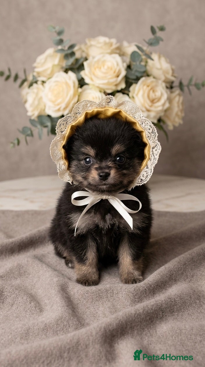 Pomeranian dogs Pomeranian puppies  - Advert 1