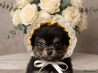 Pomeranian dogs Pomeranian puppies - Advert 1