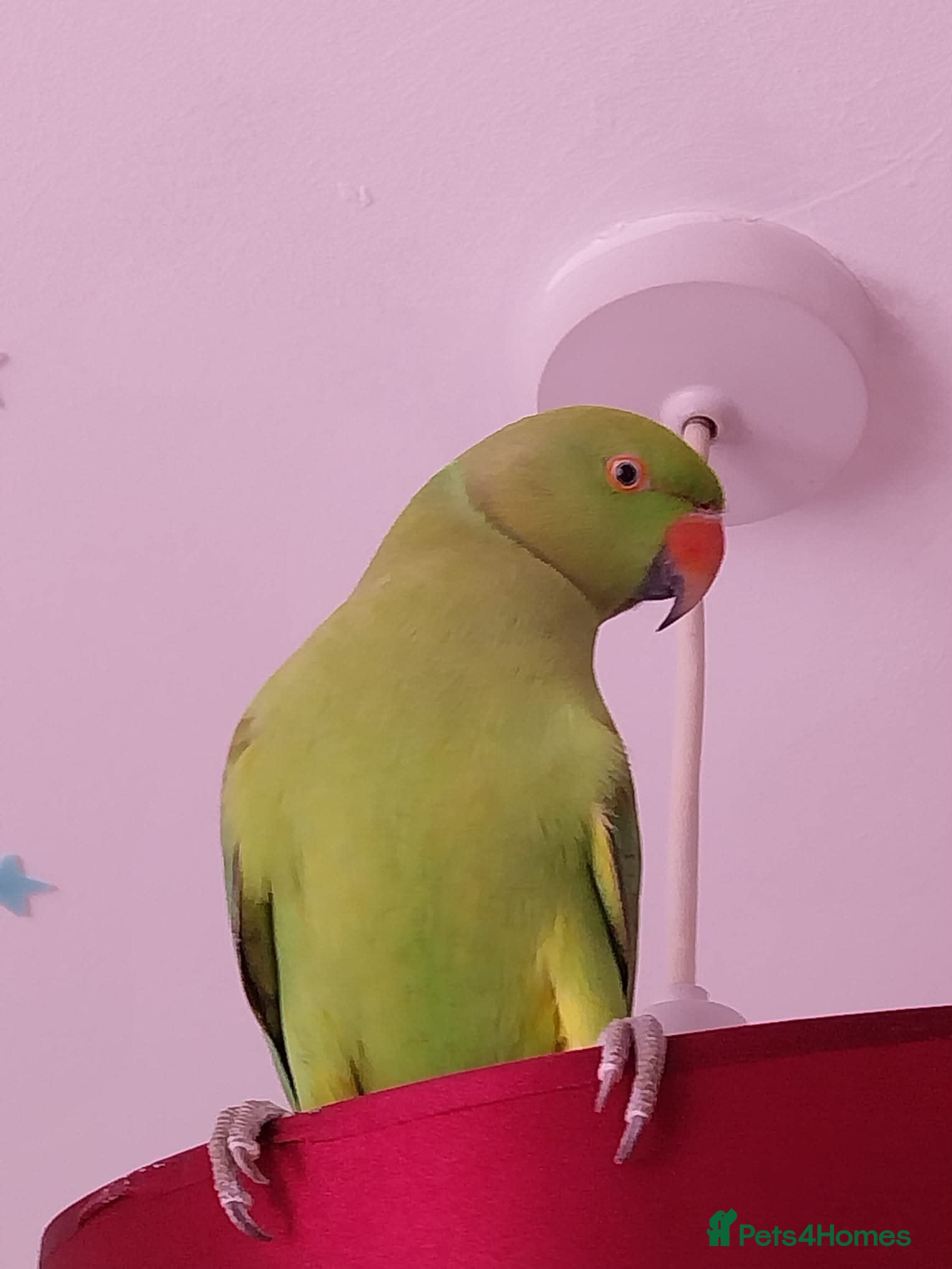 Ringnecks birds Indian Ringneck female parrot  - Advert 10