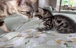 Bengal cats for sale: Bengal kittens 4 pure bangals 5 bengal x kittens - Image 7